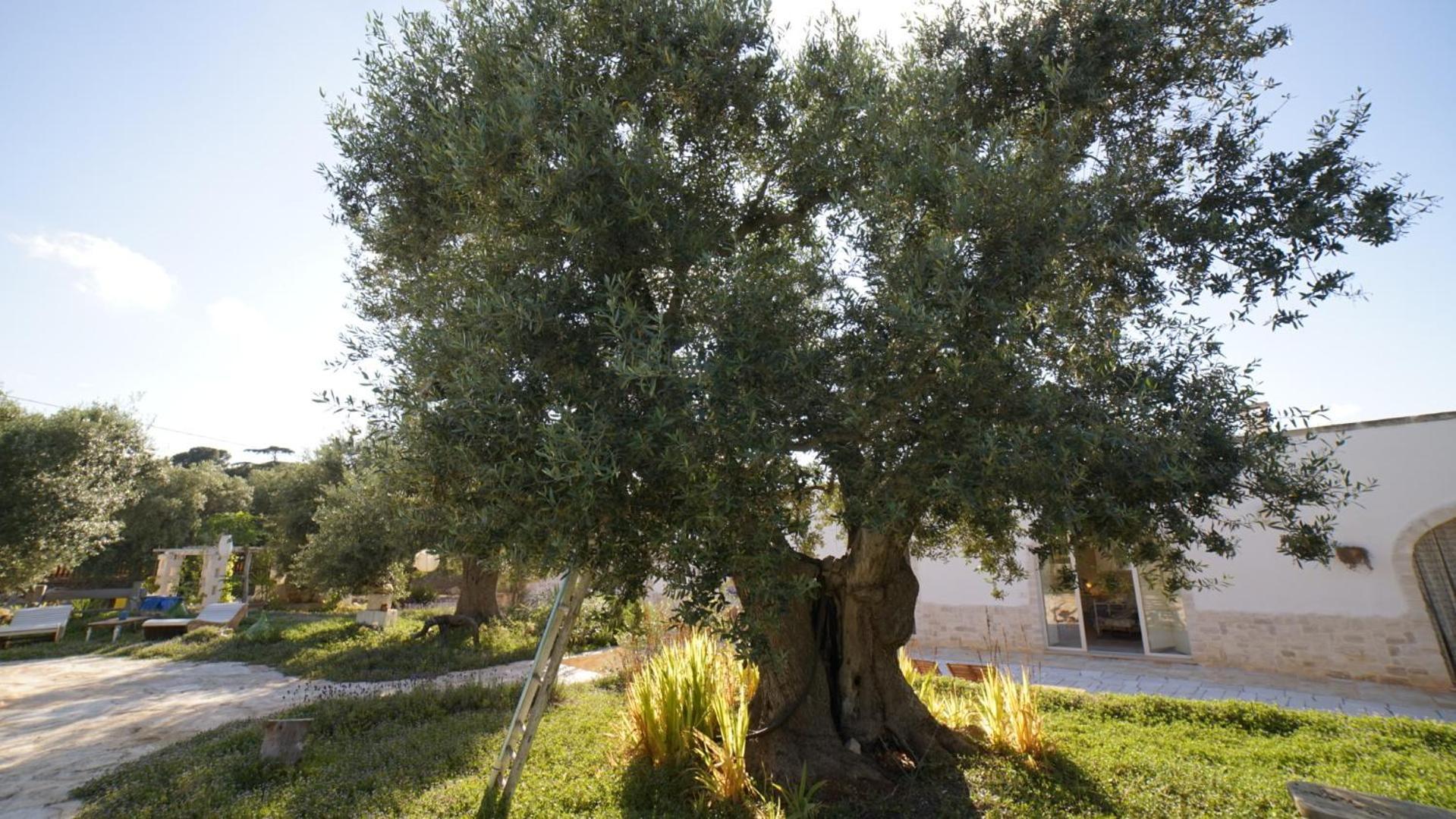 Dimora Trullivo, Charming House Vila Castellana Grotte Exterior foto